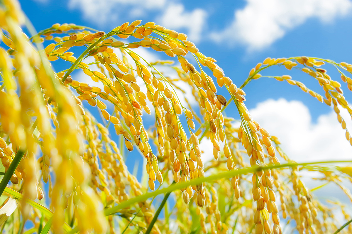 原料イメージ（例）